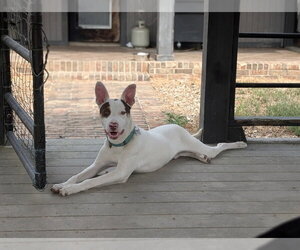 Mutt Dogs for adoption in Boston, MA, USA