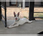 Boston - Male Mutt Dog for Adoption - Small photo