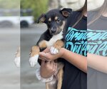 Small Photo #8 Australian Shepherd-Unknown Mix Puppy For Sale in Dana Point, CA, USA