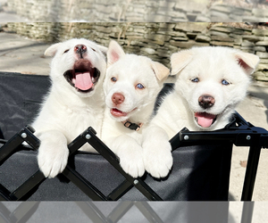 Siberian Husky Puppy for Sale in LANSING, Michigan USA