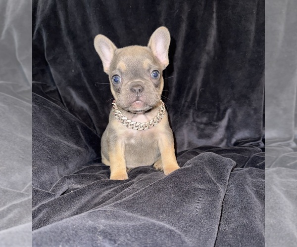 Medium Photo #3 French Bulldog Puppy For Sale in BRIDGEVILLE, DE, USA