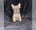 Small #2 French Bulldog