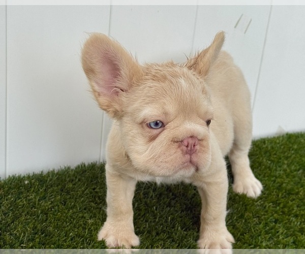 Medium Photo #2 French Bulldog Puppy For Sale in PEMBROKE PINES, FL, USA