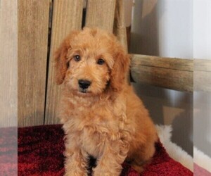 Goldendoodle-Poodle (Miniature) Mix Puppy for sale in STANLEY, WI, USA