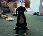 Puppy Loui Boxer
