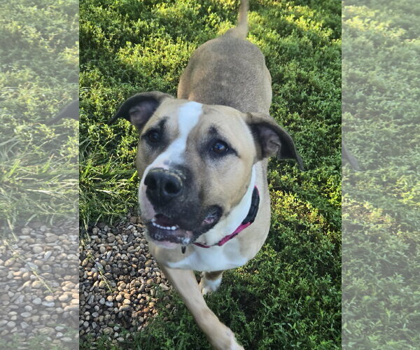Medium Photo #3 American Staffordshire Terrier-Unknown Mix Puppy For Sale in Bardstown, KY, USA
