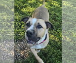 Small #2 American Staffordshire Terrier Mix