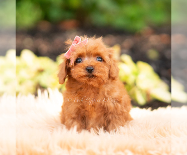 Medium Photo #27 Maltipoo (Miniature) Puppy For Sale in WARSAW, IN, USA