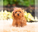 Small #1 Maltipoo (Miniature)