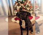 Small #6 American Pit Bull Terrier Mix
