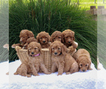 Small Photo #2 Poodle (Standard) Puppy For Sale in GORDONVILLE, PA, USA