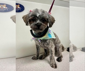 Mal-Shi Dogs for adoption in Sioux Falls, SD, USA