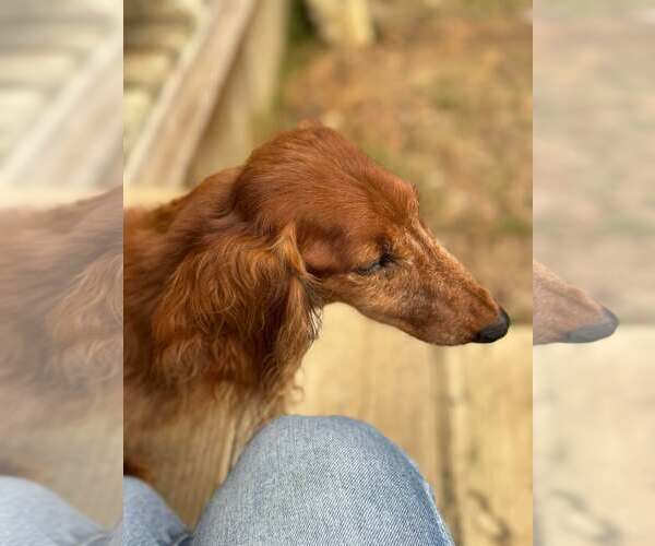 Medium Photo #8 Dachshund Puppy For Sale in Gulfport, MI, USA
