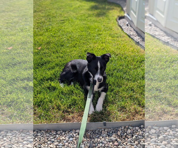 Medium Photo #6 Border Collie-Unknown Mix Puppy For Sale in Sandy, UT, USA