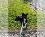 Small #5 Border Collie Mix