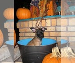 Small Photo #9 Belgian Malinois Puppy For Sale in HOUSTON, TX, USA