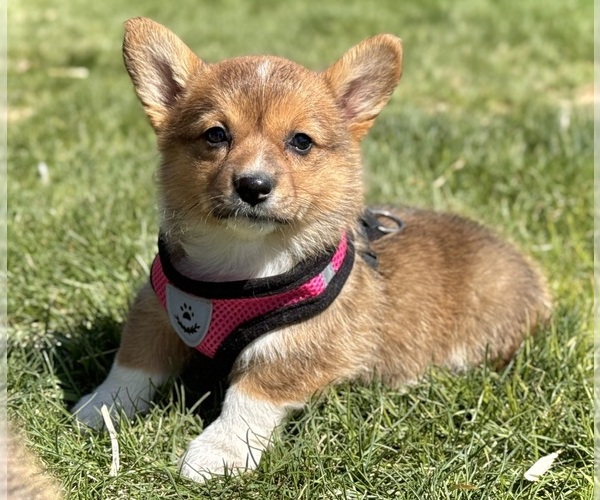 Medium Photo #4 Pembroke Welsh Corgi Puppy For Sale in COLORADO SPRINGS, CO, USA