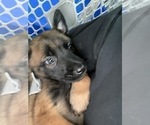 Small Photo #233 Belgian Malinois Puppy For Sale in REESEVILLE, WI, USA