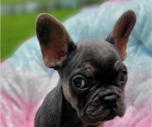 French Bulldog Puppy for sale in JACKSONVILLE, FL, USA