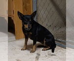 Small #1 Mutt