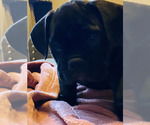 Small Photo #14 American Bully Puppy For Sale in MIDDLETOWN, OH, USA