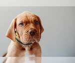 Small Photo #5 Dogue de Bordeaux Puppy For Sale in COLUMBIA, MO, USA