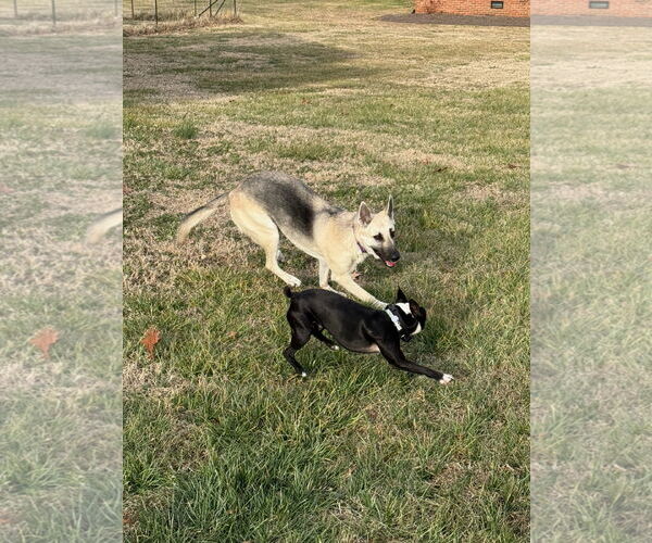 Medium Photo #4 German Shepherd Dog-Unknown Mix Puppy For Sale in La Grange , NC, USA
