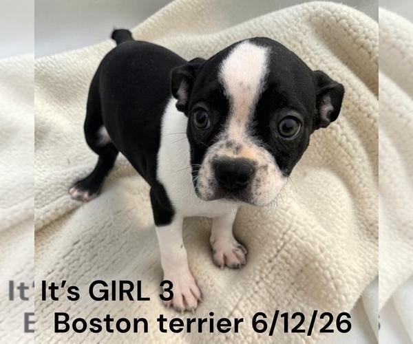 Medium Photo #5 Boston Terrier Puppy For Sale in MONTPELIER, OH, USA