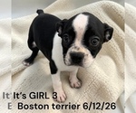 Small #4 Boston Terrier