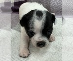 Small Photo #5 Rat Terrier Puppy For Sale in WHITAKERS, NC, USA