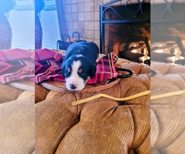 Medium Photo #9 Greater Swiss Mountain Dog Puppy For Sale in POTTSVILLE, PA, USA