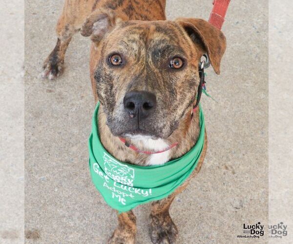 Medium Photo #4 Plott Hound-Unknown Mix Puppy For Sale in Washington, DC, USA