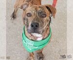 Small #3 Plott Hound Mix