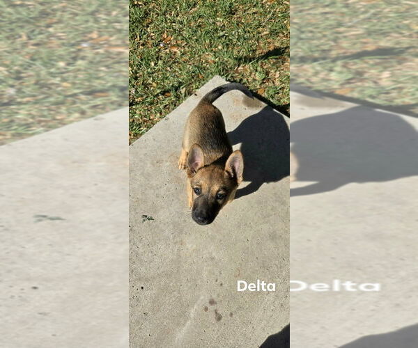 Medium Photo #2 Mutt Puppy For Sale in Brewster, NY, USA