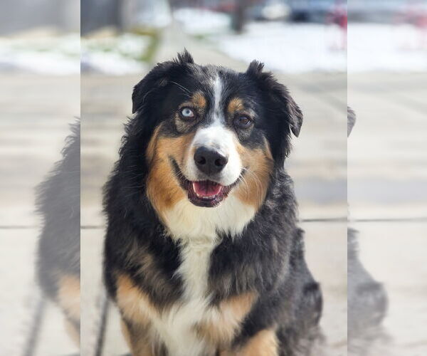 Medium Photo #1 Australian Shepherd-Unknown Mix Puppy For Sale in Sandy, UT, USA