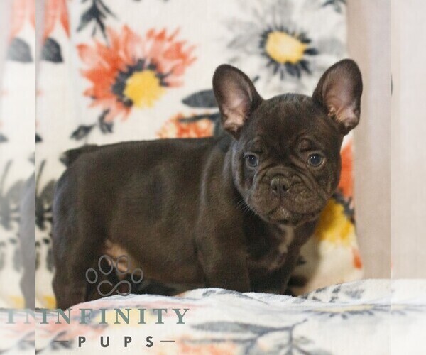 Medium Photo #3 French Bulldog Puppy For Sale in GAP, PA, USA