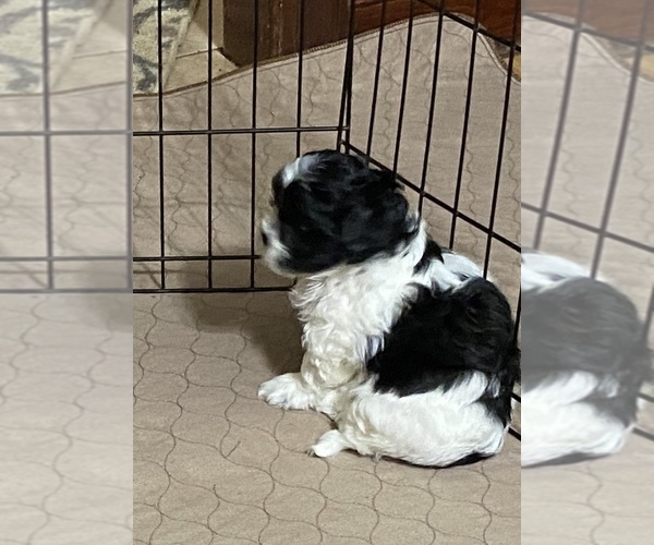 Medium Photo #1 Shih-Poo Puppy For Sale in GLOUCESTER, VA, USA