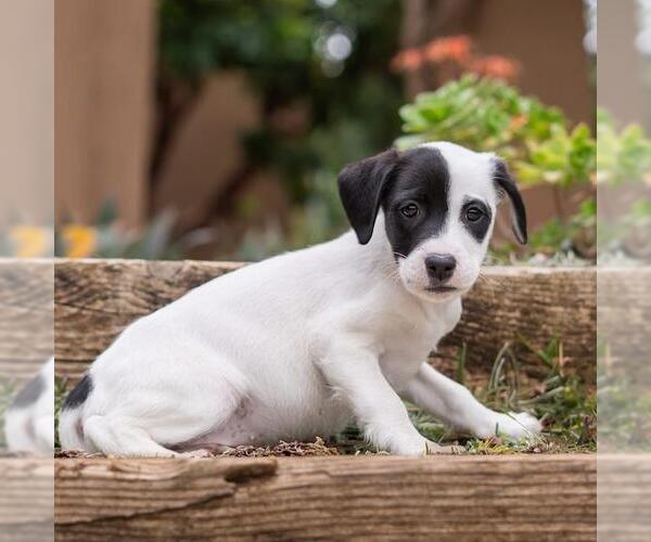 Medium Photo #3 Labrador Retriever-Unknown Mix Puppy For Sale in San Diego, CA, USA