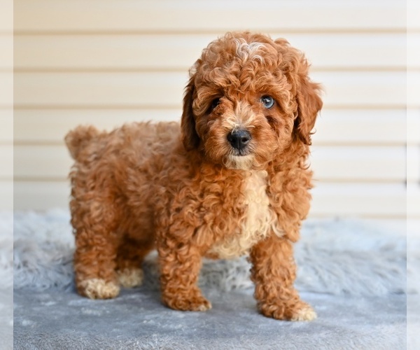 Medium Photo #4 Poodle (Miniature) Puppy For Sale in MILLERSBURG, OH, USA