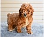 Small #3 Poodle (Miniature)