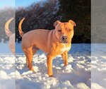 Small #1 American Staffordshire Terrier