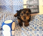 Small #11 Yorkshire Terrier