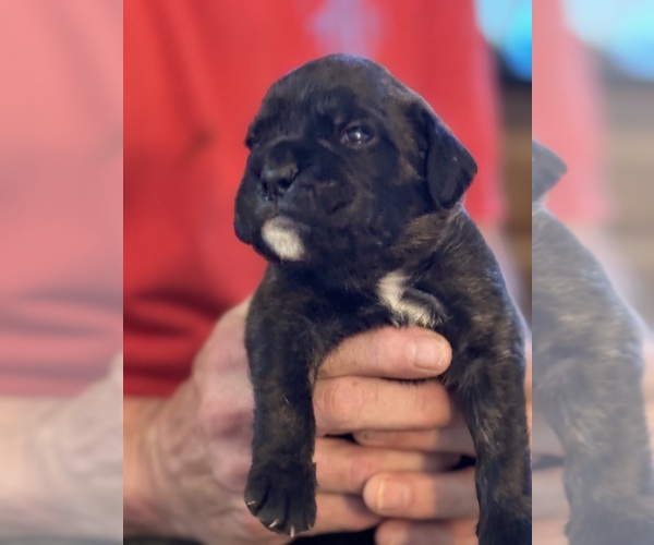 Medium Photo #5 Boxer Puppy For Sale in LANSING, MI, USA