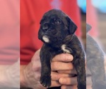 Small #4 Boxer