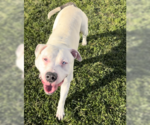Small #6 Bullypit