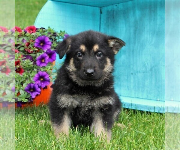 Medium Photo #1 German Shepherd Dog Puppy For Sale in PEACH BOTTOM, PA, USA