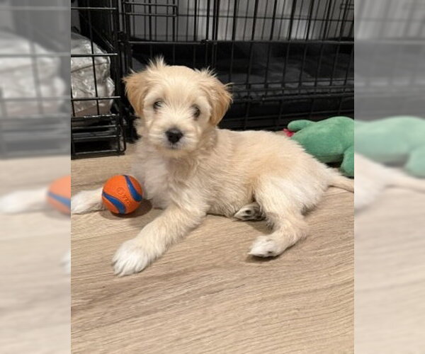 Medium Photo #4 Maltese-Unknown Mix Puppy For Sale in Corona, CA, USA