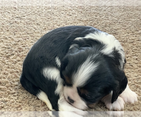 Medium Photo #2 Cavalier King Charles Spaniel Puppy For Sale in MCCALL, ID, USA