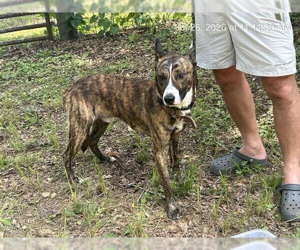 Medium Photo #1 Carolina Dog-Holland Shepherd Mix Puppy For Sale in Ocala, FL, USA