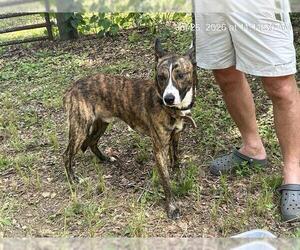 Carolina Dog-Holland Shepherd Mix Dogs for adoption in Ocala, FL, USA